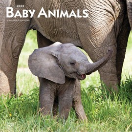 Baby Animals | 2023 12 x 24 Inch Monthly Square Wall Calendar | BrownTrout | Domestic Pets Chicken Small Cute