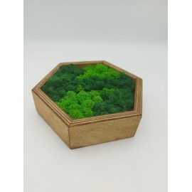 LoveLasy Bicolour Moss Wall Picture Hexagon for Home and Office, Moss Picture (Oak Frame, Small, Hexagon)