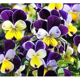 100+ Viola Johnny Jump-Up Flower Seeds, Heartsease, Purple-Yellow, Blooms Heavily, Self-Seeding Biennial, Beautiful, Decorative! - from USA