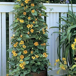 Park Seed Black-Eyed Susan Vine – 1–2 Inch Mid-Yellow to Deep Orange Blooms, 5–8 Ft. Twining Vine for Fences, Containers, and Trellises, Long-Blooming and Lush – 2 Pack (25 per Pack)