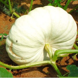 TomorrowSeeds - Flat White Boer Pumpkin Seeds - 30+ Count - for 2025 Planting Stackable Cinderella Boar Fall Display Ghost Casper Squash USA Garden Vegetable Grow Your Own Home Farm Patio Healthy