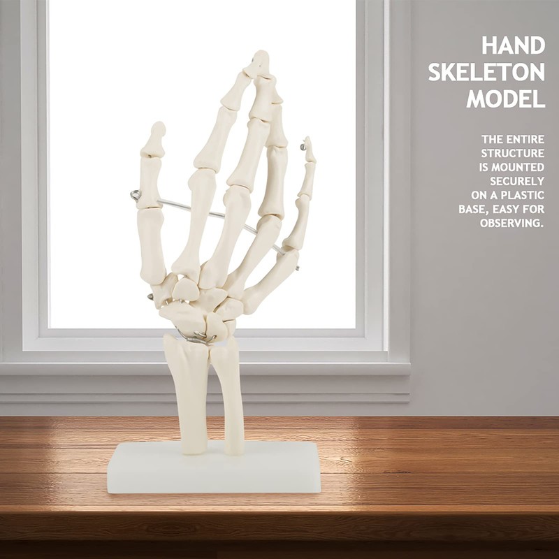 Skeleton Hand Model Human Wrist Medical Anatomical Study Skeleton Model