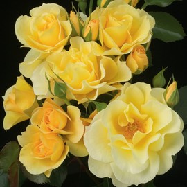 Heirloom Roses Climber Rose Plant - Sky's The Limit™ Yellow Rose Bush, Climbing Roses Live Plant for Planting Outdoors