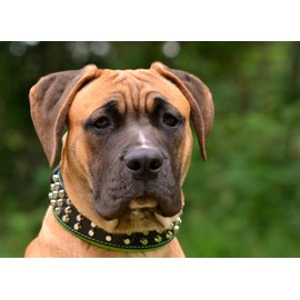 Bestia "Stud Genuine Leather Big Dogs Collar. 2.5 inch Wide. Soft Padded. Very Durable and Comfortable. Handcrafted Guaranteed. Pitbull. Cane Corso. Rottweiler. Bully. Amstaff.