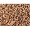 CZ Grain Sweet Sugar Drip Sorghum Seeds - 200 Seeds