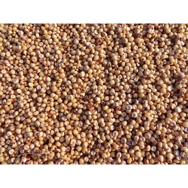 CZ Grain Sweet Sugar Drip Sorghum Seeds - 200 Seeds