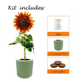 The Environet Indoor Planting Kit, Sunflower (Mardi Gras Blend) Complete Grow Kit with Green Ceramic Pot and 3 Soil Wafers, Ideal Gift for Gardeners and Plant Lovers