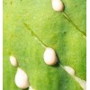 Fresh 100+ Wild Lettuce Seeds - Medicinal Herb Seeds FREE