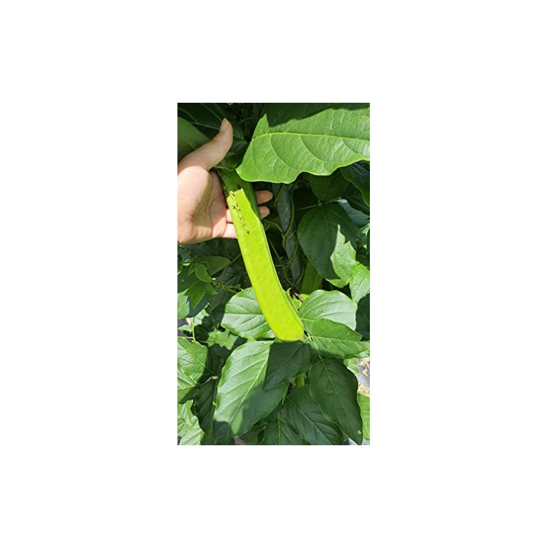 Organic Sword Bean Tea, 刀豆, 유기농 작두콩차 1g * 50