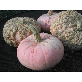 Fresh Pumpkin Seed: Galuex De Eysines Pumpkin Seeds  Fresh Seed  FREE Shipping - 12+ Seeds