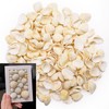TULEBOLIAN 150 Pcs Small Tiny Sea Shells, 0.98-1.37in, Natural Seashell,