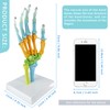 EVOTECH SCIENTIFIC Human Anatomical Model, Coloured Hand Bone Anatomical Model