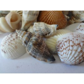 Seashells 5 Pounds lbs Medium Assorted Mix Bulk Decorative Arts Crafts