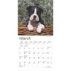 BrownTrout, Boston Terrier Puppies 2025 Mini Wall Calendar