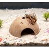 Hermit Crab Accessories, Natural Adjustable Hermit Crab Climbing Toys Bendable