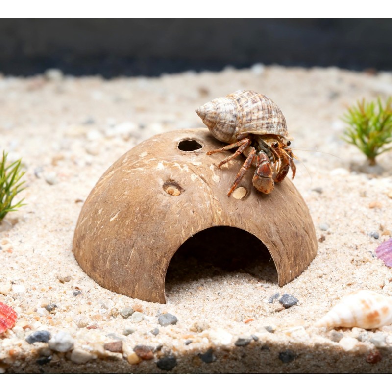 Hermit Crab Accessories, Natural Adjustable Hermit Crab Climbing Toys Bendable