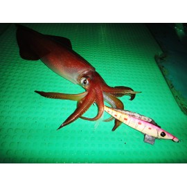 ki-suton Bait Winding egi 早福 Notebook Medium # # # # all Luminous/mix Coalfish