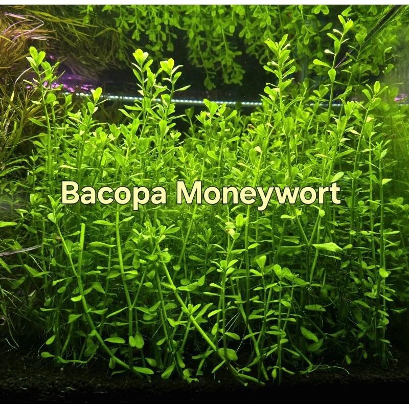 50 Plant Stems Pack - Live Aquatic Freshwater Plants -