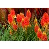 NIKA SEEDS - Flowers Red Hot Poker (Torch Lily, Kniphofia