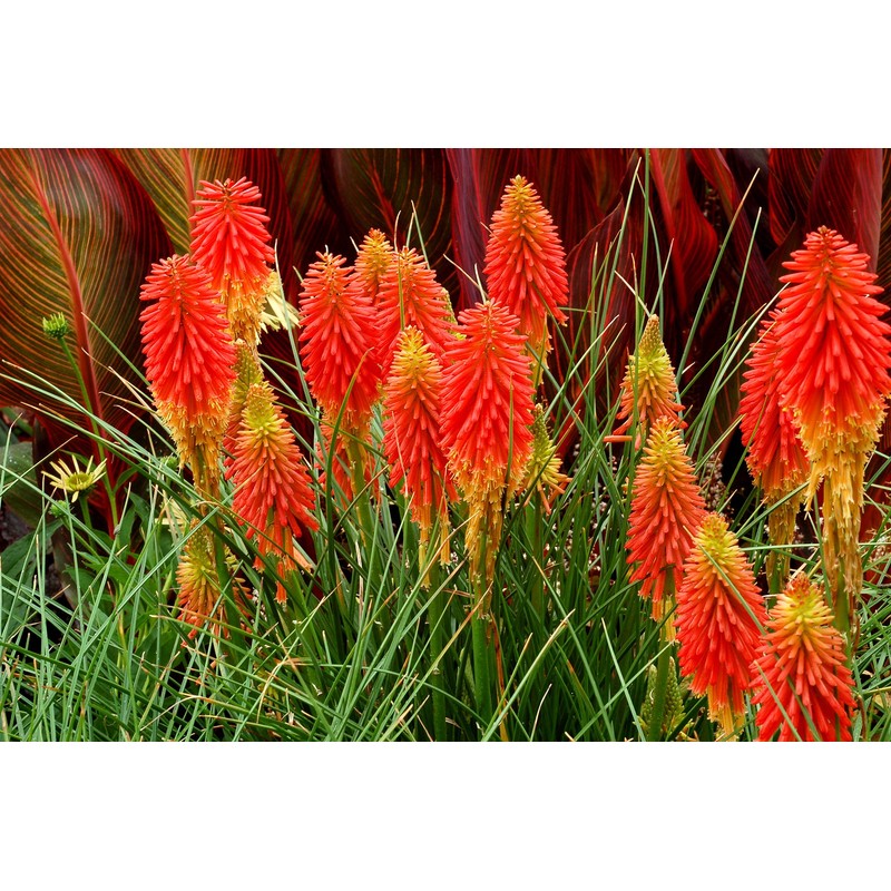 NIKA SEEDS - Flowers Red Hot Poker (Torch Lily, Kniphofia