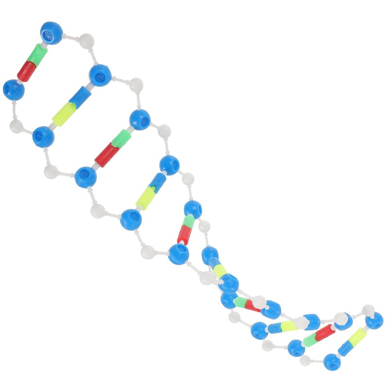 Abaodam Components of Double DNA Model DNA Model Kit DNA