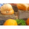 Seeds Pumpkin Big Max 10 Seeds Massive Pumpkin Giant Gourd