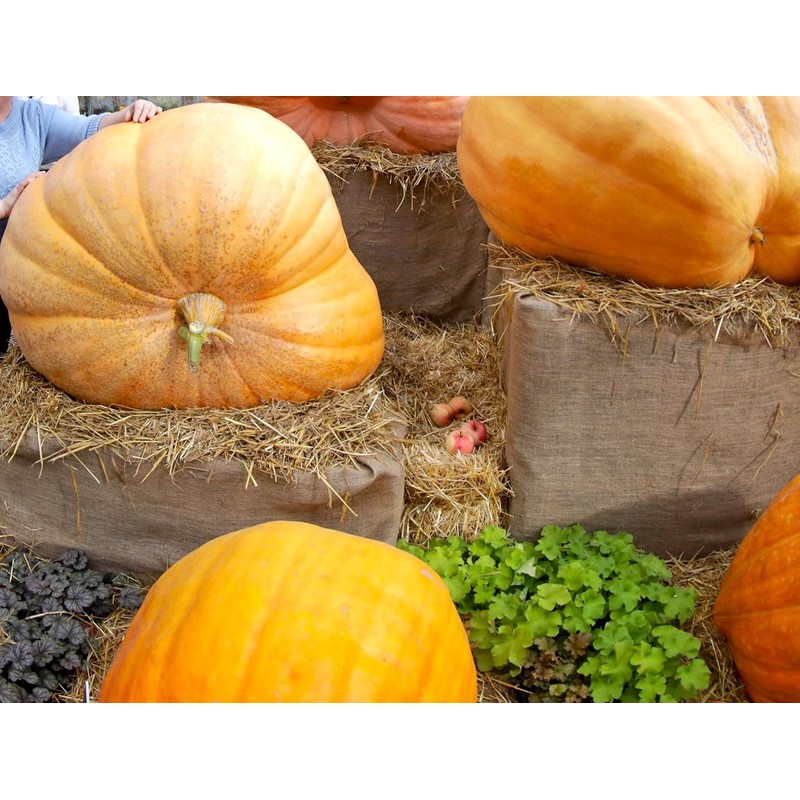 Seeds Pumpkin Big Max 10 Seeds Massive Pumpkin Giant Gourd