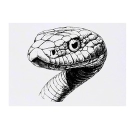 'Snake Portrait' Temporary Tattoo - Water Resistant, Skin-Safe, Non-Toxic Transfer (TO00082847)