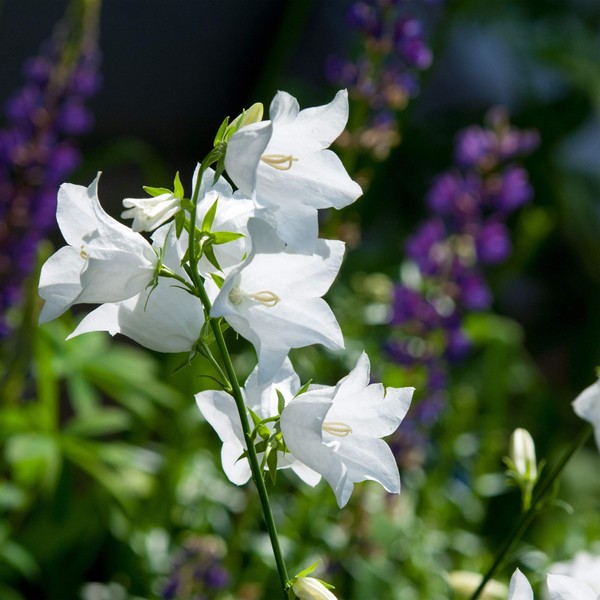 Outsidepride Bellflower Campanula Persicifolia Peach-leaved White Plant Seed - 5000