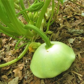 TomorrowSeeds - 3 Colors Mix Patty Pan (Bush Scallop Squash) Seeds - 90+ Count - For 2025 Planting Yellow, Green Tint, White Bush Scallop Summer Squash Patisson Scallopini Vegetable Grow Your Own Home