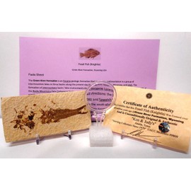 Genuine Fossil Fish (Knightia) from Green River Formation, Wyoming USA with Free Magnifying Glass, Acrylic Display Stand, Fact Sheet & COA Bundle.