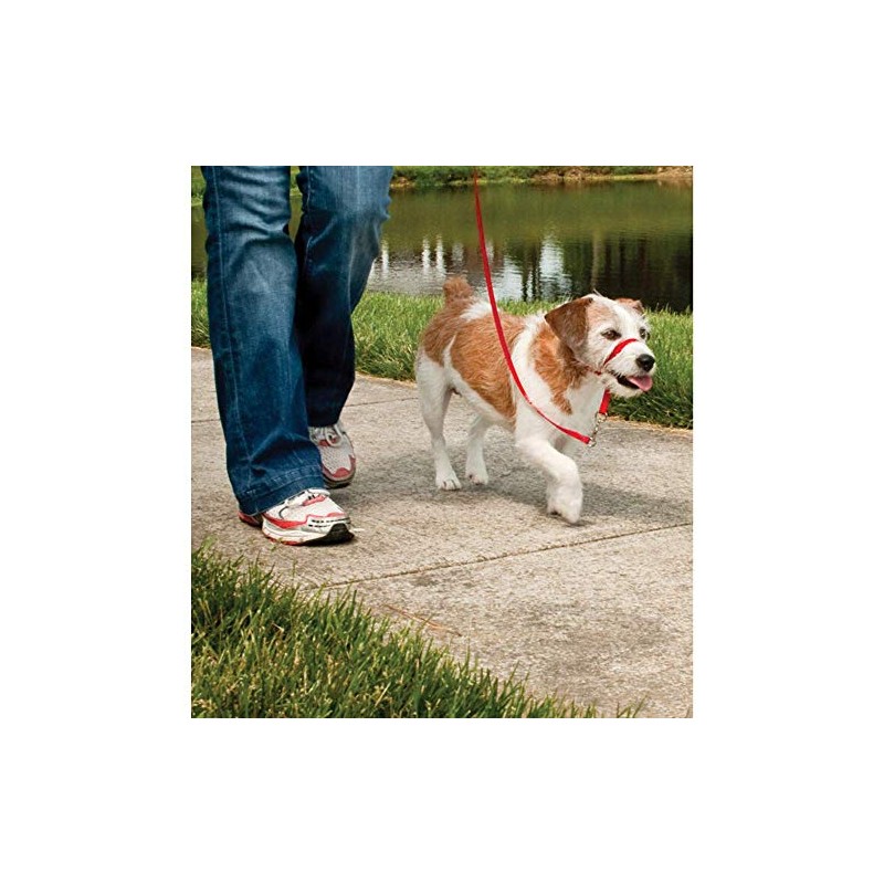 PetSafe Easy Walk Head Collar