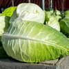 Vegetable Plants - Mixed Multi-Pack Bundle - Cabbages + Cauliflowers