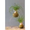 Seeds4planting - Seeds Ponytail Palm Bottle Perennial Tree