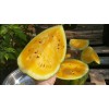 Independent SweetGlo Orange Flesh Watermelon Seeds! Sweet Tropical Melon Flavors!