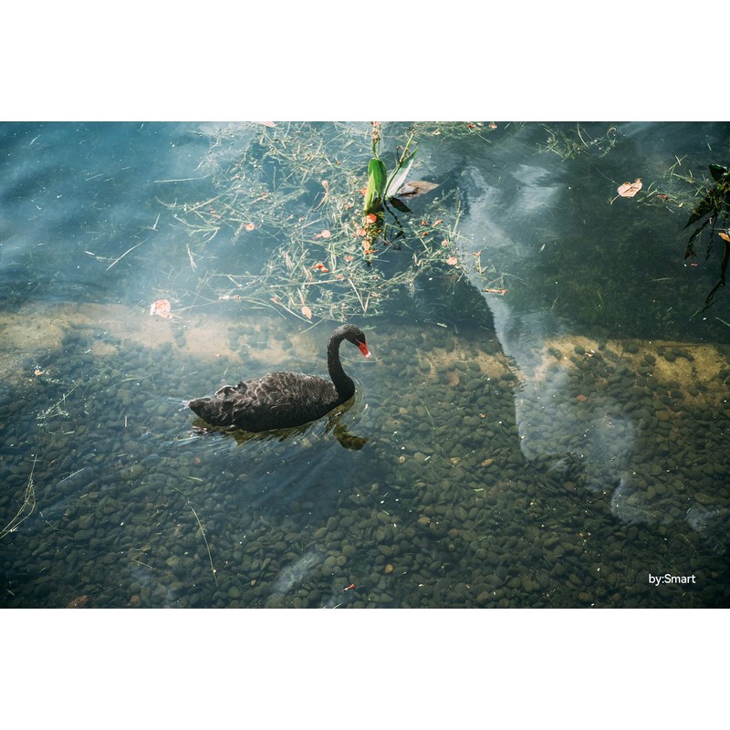 TTArtisan 50mm f/2 Z Mount Nikon Z Lens Brand Optics