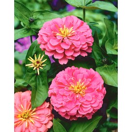 200 Pink Illumination Zinnia Seeds 2 Grams Non GMO Heirloom Elegans Midget USA Harvested pollinator bee Butterfly
