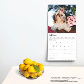 Shih Tzu | 2025 12 x 24 Inch Monthly Square Wall Calendar | BrownTrout | Animals Small Dog Breeds