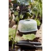 Elho Green Basics Propagation Bowl S – Vivid Black –
