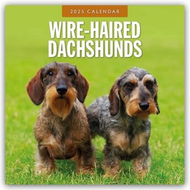 Wire-Haired Dachshunds – Rauhaardackel 2025 – 16-Monatskalender: Original Red Robin Publishing Ltd-Kalender [Mehrsprachig] [Kalender] (Wall-Kalender)