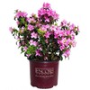 Azalea Encore Autumn Twist (Reblooming Azalea) Shrub, RB white/purple, #3