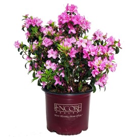 Azalea Encore Autumn Twist (Reblooming Azalea) Shrub, RB white/purple, #3 - Size Container