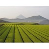 Naruse Nagayama-san's Tea Kabuse-cha, 3.5 oz (100 g)