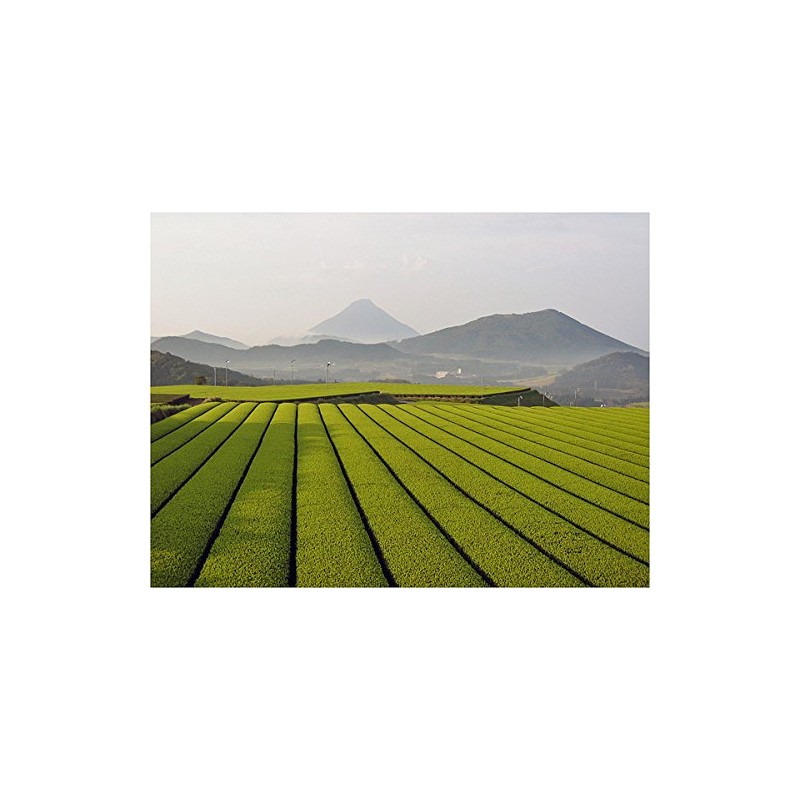 Naruse Nagayama-san's Tea Kabuse-cha, 3.5 oz (100 g)