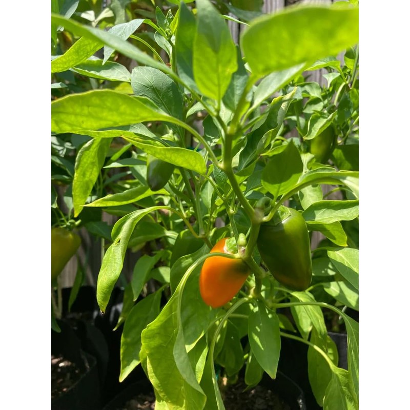 Lunchbox Sweet Snacking Pepper Seeds Mini Pepper Red Lunch Box