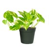 American Plant Exchange Silver Splash Pothos – Live 6-Inch Potted