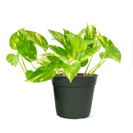 American Plant Exchange Silver Splash Pothos – Live 6-Inch Potted Satin Pothos Vine, Easy-Care Air Purifying Houseplant, Fast-Growing Indoor Plant for Home, Office & Modern Tropical Indoor Décor
