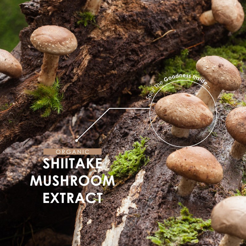 Organic Shitake Extract 7500mg – High Strength 50% Polysaccharides Mushroom