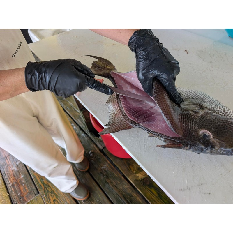 Dexter Outdoors Dextreme Single Edge 7" Max Flex Fillet Knife