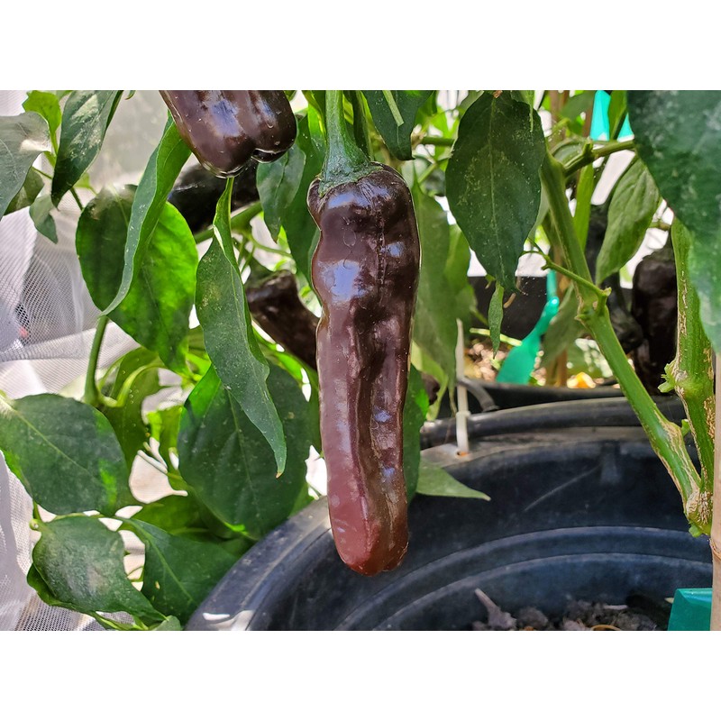 Pasilla Oaxaca Pepper 10+ Seeds